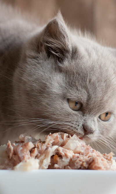 Top 5 cat foods that are recommended by vets